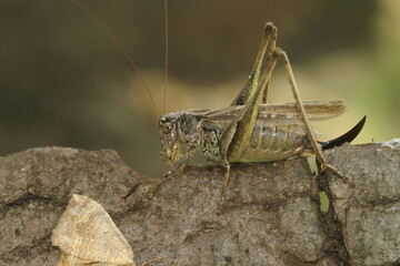 Closeup on the rare aand endangered Grey Bush-cricket, Platycleis albopunctata