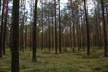 green wild pine tree forest