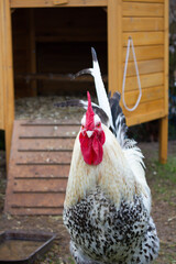 Close up shot of speckled white cockerel, rooster as he stands outside his hen coop seeming to be protecting it and his hens. © Eileen