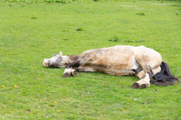 Dead to the world, pony lies flat out on the grass in his field looking as though he is dead, a scary sight for any owner when they arrive at the field, luckily this pony is actually asleep relaxing.