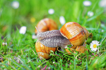 Snails on a background of fresh grass and chamomile flowers.