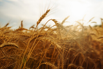 Gold wheat field. Growth nature harvest. Agriculture farm.