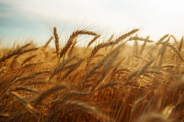 Gold wheat field. Growth nature harvest. Agriculture farm.