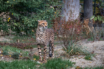 cheetah (Acinonyx jubatus) nice portrait