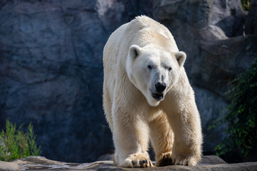 A large white Icebear walking around