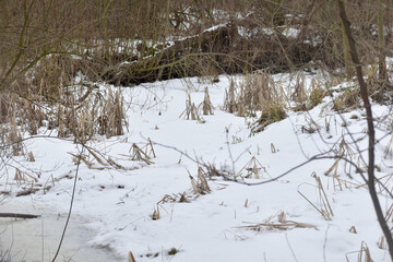 A ravine with dry grass is covered with snow.