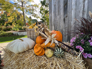 pumpkins, Indian corn and gourds on the hay bale © Joanne Dale