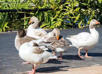 flock of geese in the sun