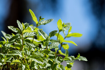 Herb kitchen spices mint food ingredient fresh plant