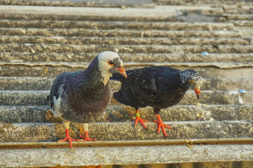 Two pigeons on a corrugated asbestos roof