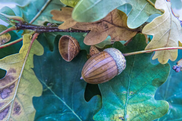 acorn on a leaf