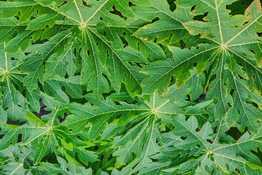 Papaya tree leaves, natural background, green abstract texture