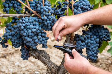 Cannonau grapes. Agronomist measures the level of sugars in grapes with the refractometer....