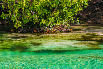 Small beautiful Cenote cave with river turquoise blue water Mexico.