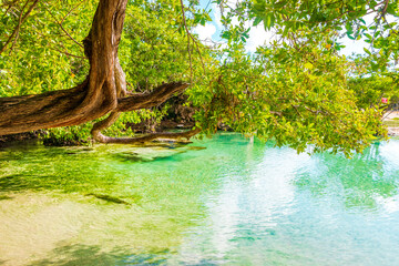 Small beautiful Cenote cave with river turquoise blue water Mexico.
