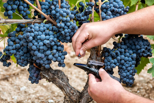 Cannonau Grapes. Agronomist Measures The Level Of Sugars In Grapes With The Refractometer. Agriculture.