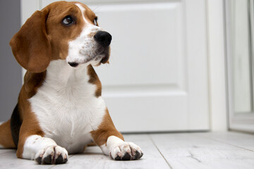 Cute white brown dog with large hanging ears of Beagle breed lies in the room on floor sadly looking away. Sad look of beagle puppy lying on the floor