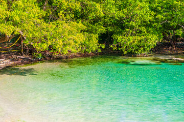 Obraz premium Small beautiful Cenote cave with river turquoise blue water Mexico.