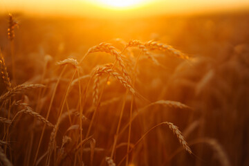 Wheat spikelets in a field at sunset