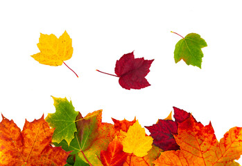 Bunte Ahorn Blätter im Herbst auf weißen Hintergrund