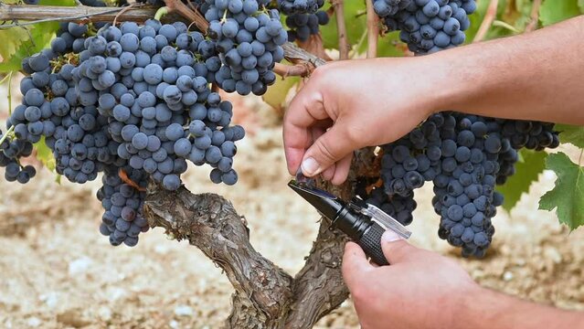 Cannonau grapes. The agronomist in the vineyard squeezes the grape on the refractometer to measure the sugar content. Traditional agriculture. Sardinia.