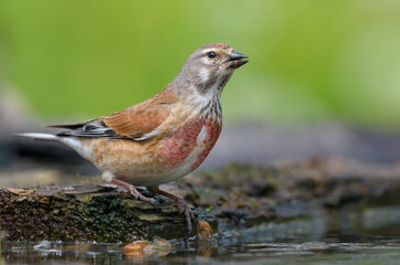 Male Common Linnet (Linaria cannabina) stands near a waterpond in spring and drinks some water with joy
