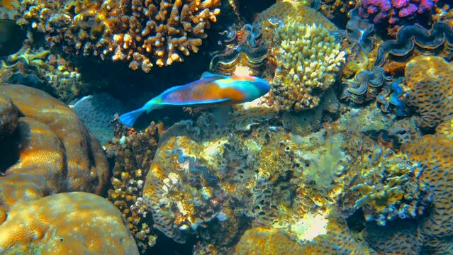 Colored parrotfish swimming in Red Sea in Egypt