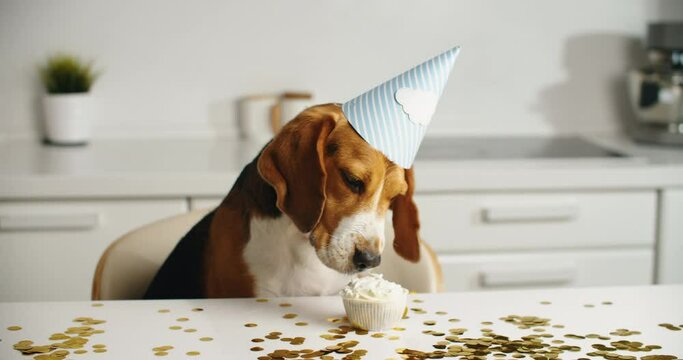 Birthday for a dog of breed beagle. Happy dog eating delicious cake. Confetti and glitter. High quality 4k footage
