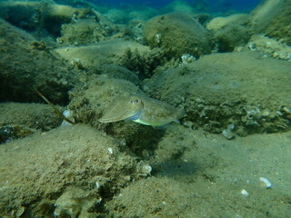 Naklejka na ściany i meble Common cuttlefish or European common cuttlefish (Sepia officinalis) undersea, Aegean Sea, Greece, Halkidiki 