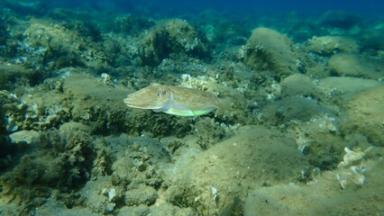 Common cuttlefish or European common cuttlefish (Sepia officinalis) undersea, Aegean Sea, Greece, Halkidiki
