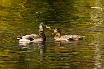 Couple of mallard duck swimming on a pond on an early autumn morning