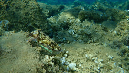 Common cuttlefish or European common cuttlefish (Sepia officinalis) undersea, Aegean Sea, Greece, Halkidiki
