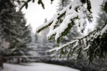 snow covered pine tree