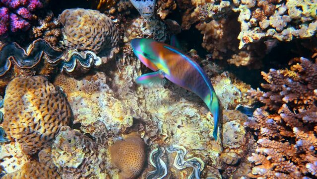 Colored parrotfish swimming in Red Sea in Egypt