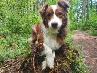 Australian Shepherd Red Tri 