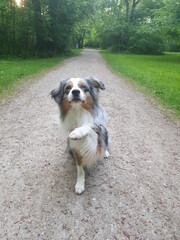 Mini Aussie Blue merle