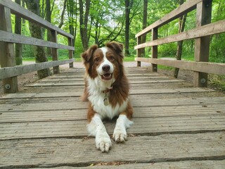 Australian Shepherd Red Tri