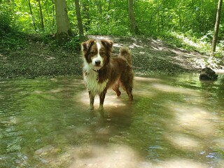 Australian Shepherd Redtri 