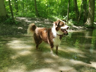 Australian Shepherd Redtri