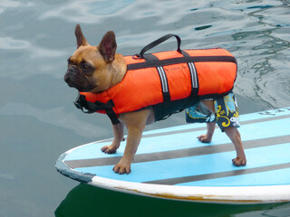 surfing dog on SUP surf board at sea