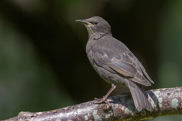 Young Common starling (Sturnus vulgaris) looking bravely while posing on a stick with dark...