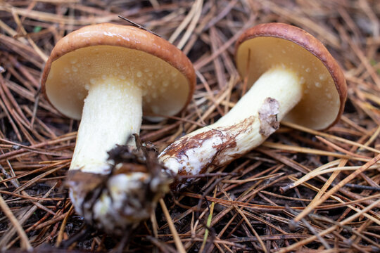 Slippery jack,  sticky bun, brown cap, Suillus luteus mushrooms on pine needles background in autumn forest. Foraging season