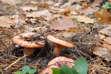 Lactarius deliciosus, Saffron Milkcap mushroom, Delicious Milkcap, Saffron Milkcap, red pine mushroom in the autumn forest	