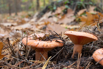 Lactarius deliciosus, Saffron Milkcap mushroom, Delicious Milkcap, Saffron Milkcap, red pine mushroom in the autumn forest	