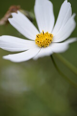 white flowers cosmos high daisies, background yellow stamens of a flower, gradient close-up on the stem, buds of cosmea, on a green blurred background of leaves