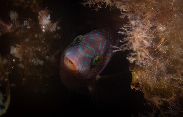 fish in underwater Sweden
