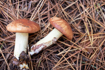 Slippery jack,  sticky bun, brown cap, Suillus luteus mushrooms on pine needles background in autumn forest. Foraging season