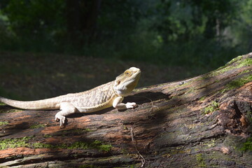 Bearded Dragon Portrait