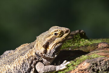 Bearded Dragon Portrait