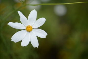 white flowers cosmos high daisies, background yellow stamens of a flower, gradient close-up on the stem, buds of cosmea, on a green blurred background of leaves